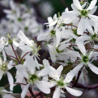 Juneberry tree (Amelanchier lamarckii)