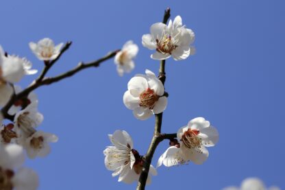 Cherry blossom